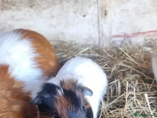 Guinea Pig rodents 3 young male guineapigs - Advert 7