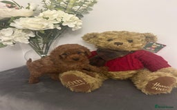 Cavapoo dogs for sale: outstanding Cavapoo’s, with heart tested parents - Advert 22