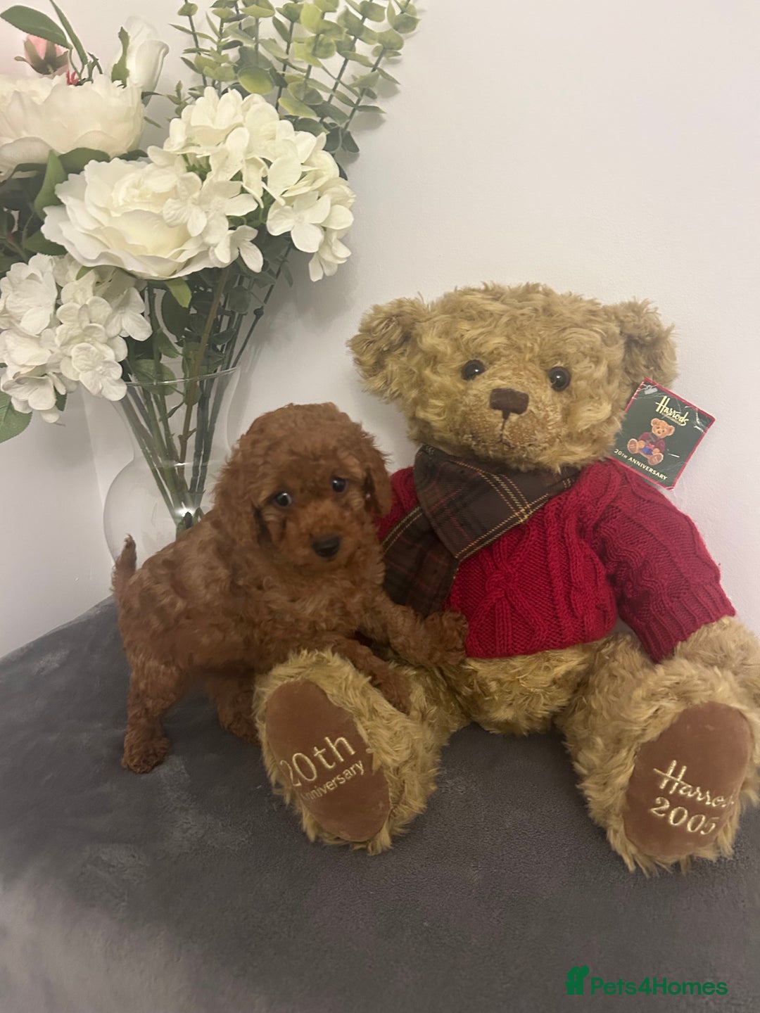 Cavapoo dogs for sale: outstanding Cavapoo’s, with heart tested parents - Advert 22