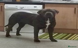 Mixed Breed dogs for sale: READY TO LEAVE NOW chunky mastiff puppies - Image 19