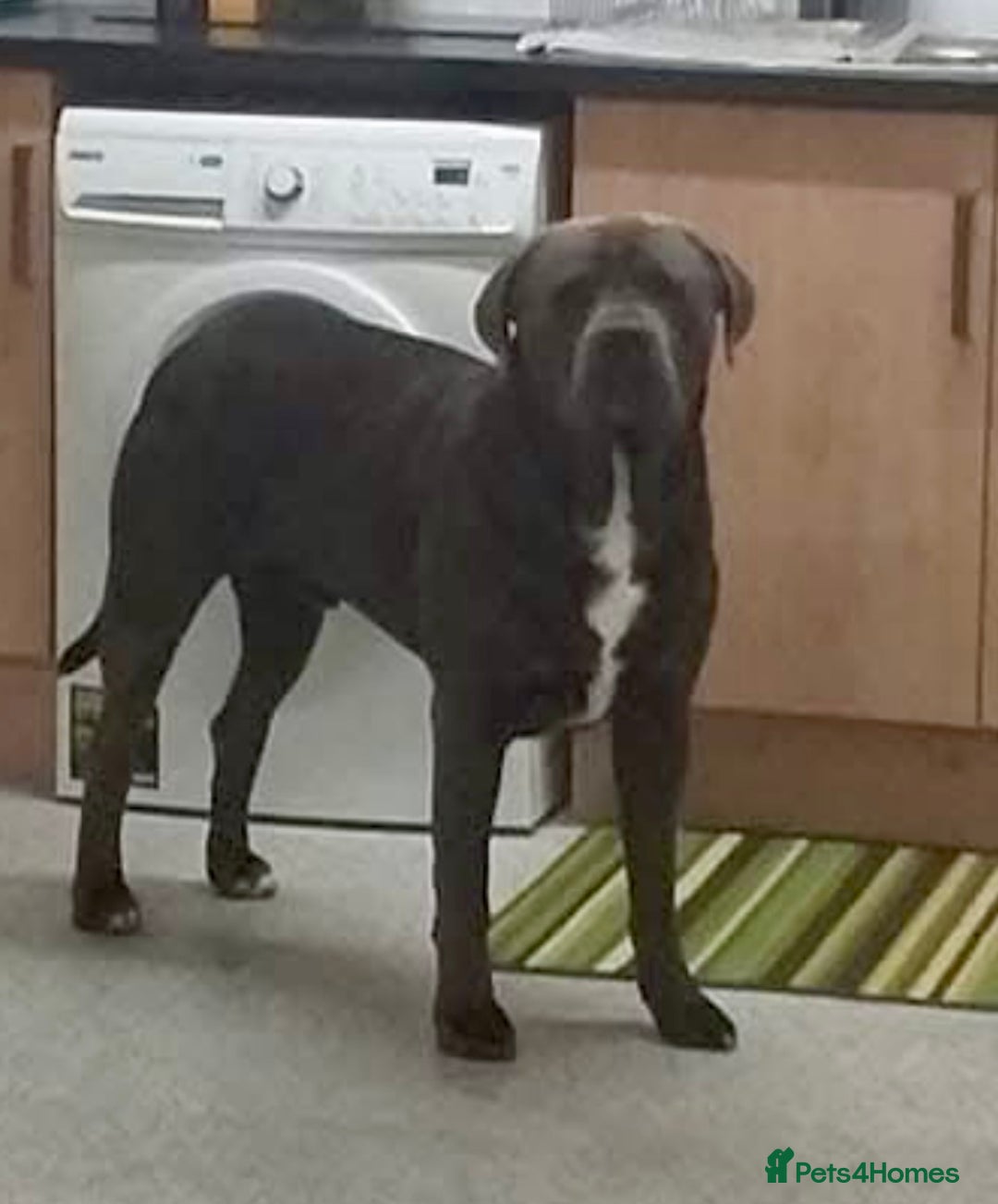 Mixed Breed dogs for sale: READY TO LEAVE NOW chunky mastiff puppies - Image 19