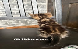 Mixed Breed cats for sale: Adorable girls are ready to meet their people! - Image 3