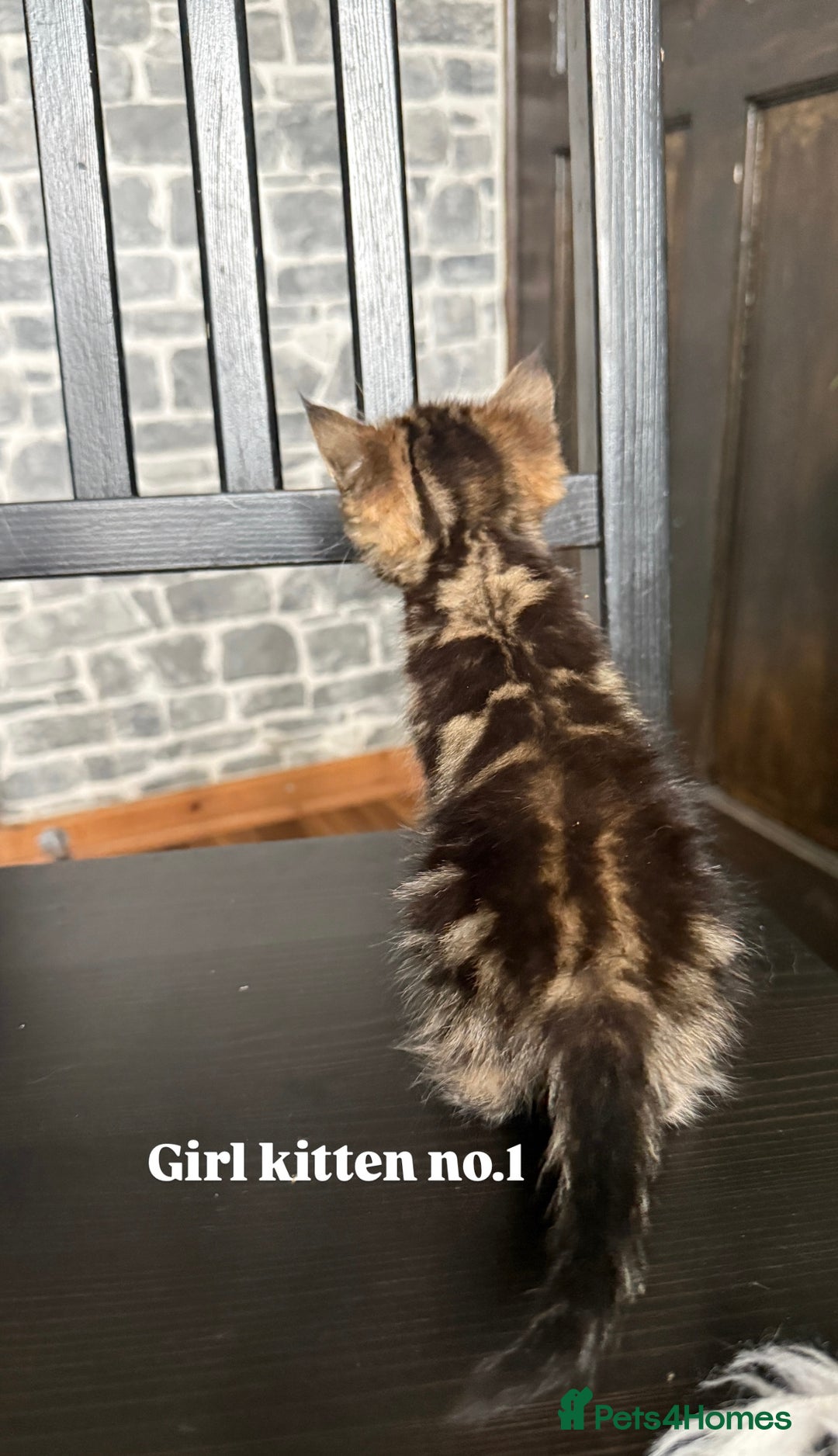 Mixed Breed cats for sale: Adorable girls are ready to meet their people! - Image 3