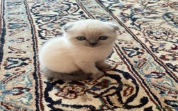 Scottish Fold cats for sale: Kittens for sale  - Image 1