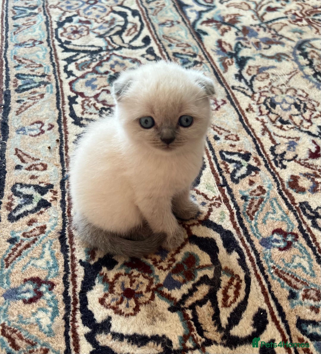 Scottish Fold cats for sale: Kittens for sale  - Image 1