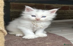 Maine Coon cats for sale: MAINE COON KITTENS SOME POLYDACTYL  - Image 27