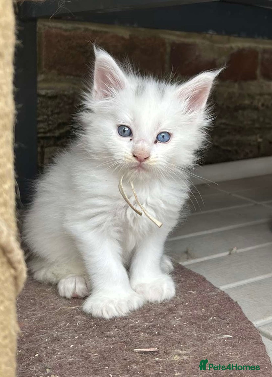 Maine Coon cats for sale: MAINE COON KITTENS SOME POLYDACTYL  - Image 27