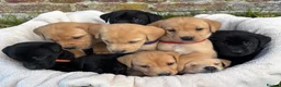 Labrador Retriever dogs for sale: Outstanding Labrador Puppies KC registered Hips - Advert 1