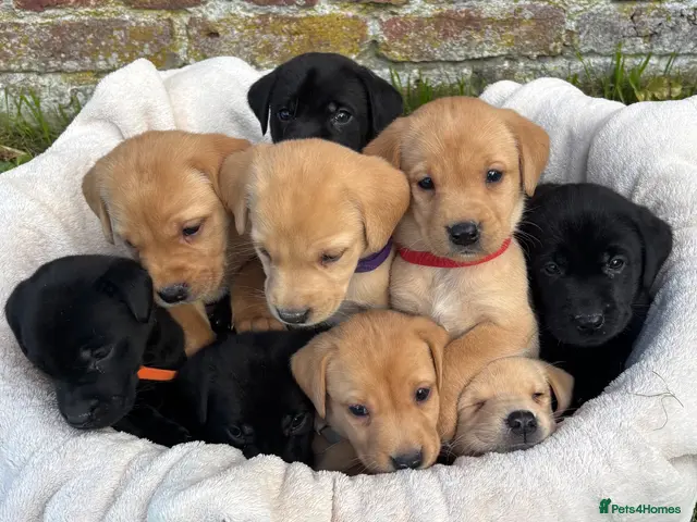 Labrador Retriever dogs Outstanding Labrador Puppies KC registered Hips - Advert 4