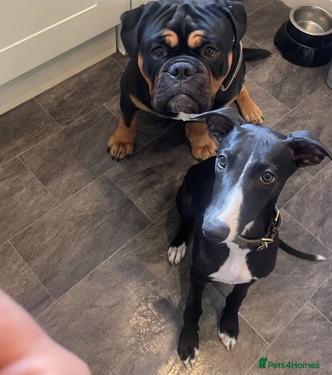Whippet dogs for stud: Stud available - Bonnywhip Flacks - Advert 9