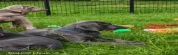 Weimaraner dogs for sale: ✨ KC Weimaraner Puppies — Champion Bloodlines ✨ - Advert 11