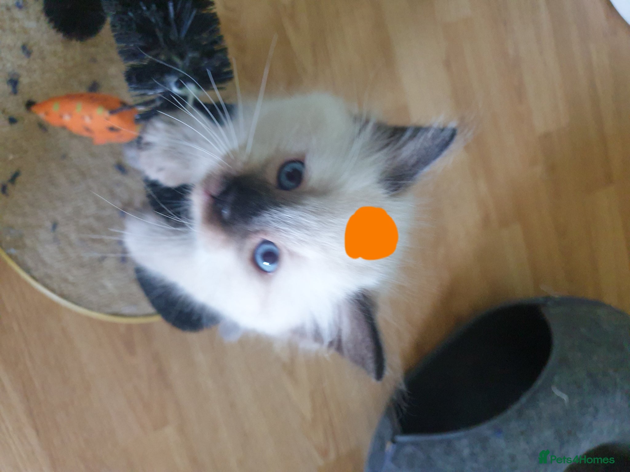 Ragdoll cats for sale: Ragdoll fluffy kittens x 4 chocolate seal point - Advert 9