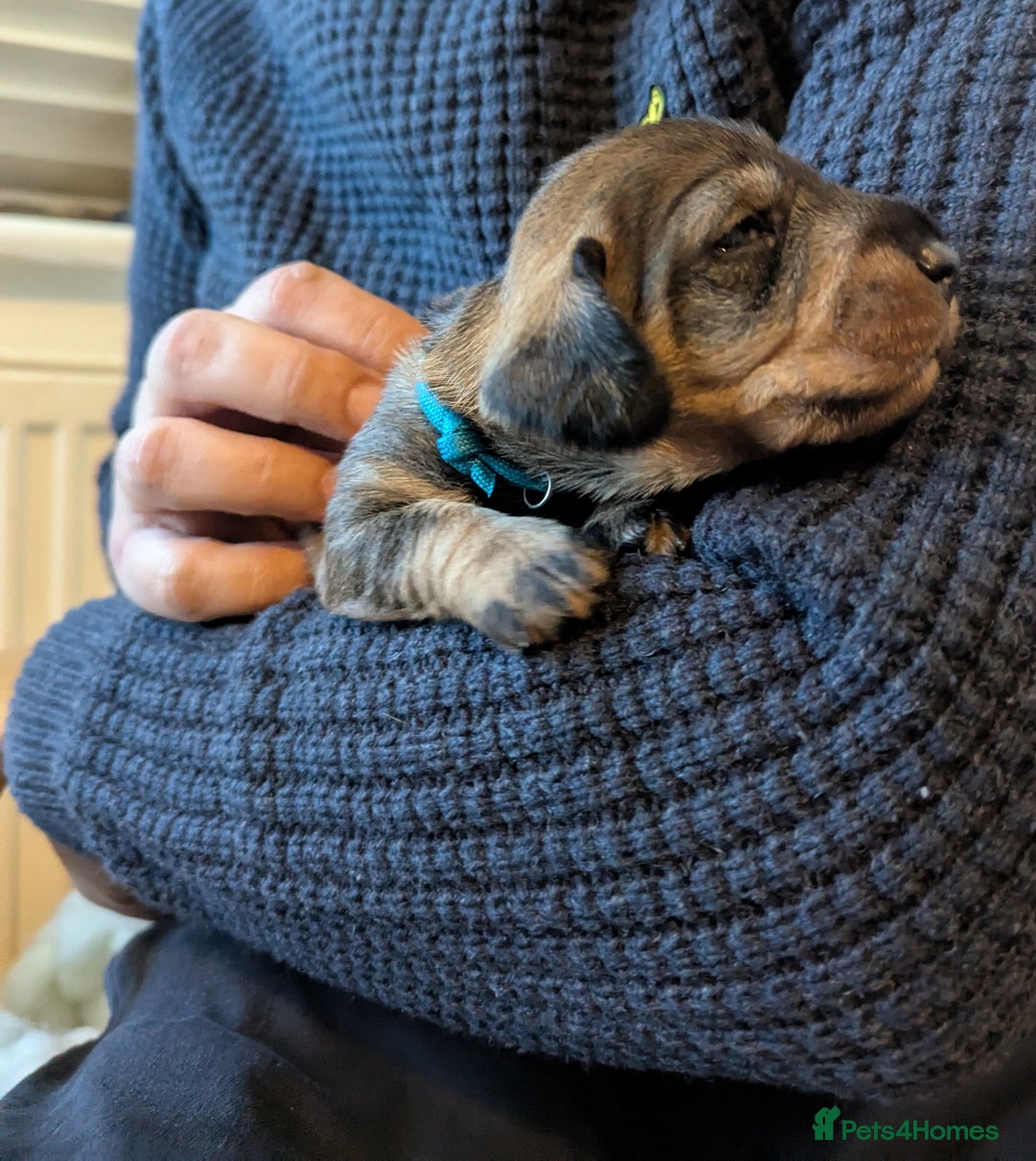 Dachshund dogs for sale: Standard Wirehaired Dachshund Puppies - Image 32