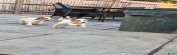 Jack Russell dogs for sale: 3 male Jack Russell puppies  - Advert 8