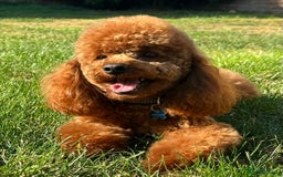 Cockapoo dogs for sale: F1 cockapoos  - Image 9