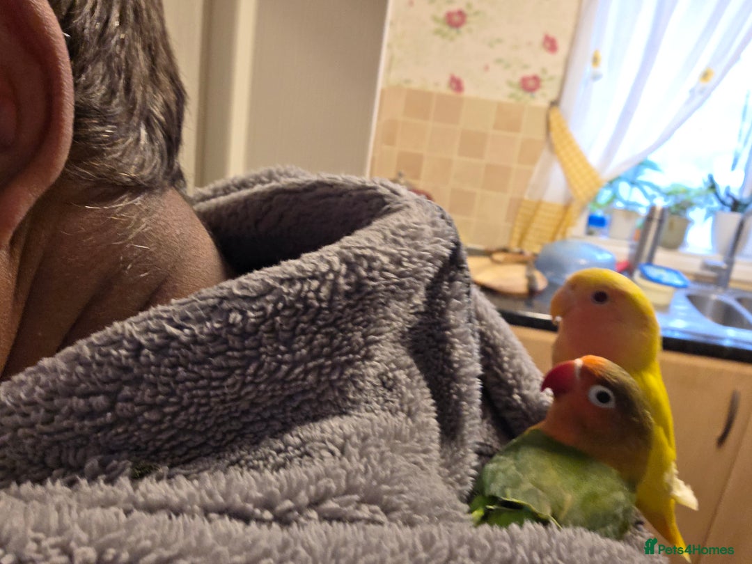 Lovebirds birds for sale: Lovebird- 4 months old. - Advert 3