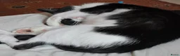 Domestic Shorthair cats for sale: Lovely Cat - Advert 4