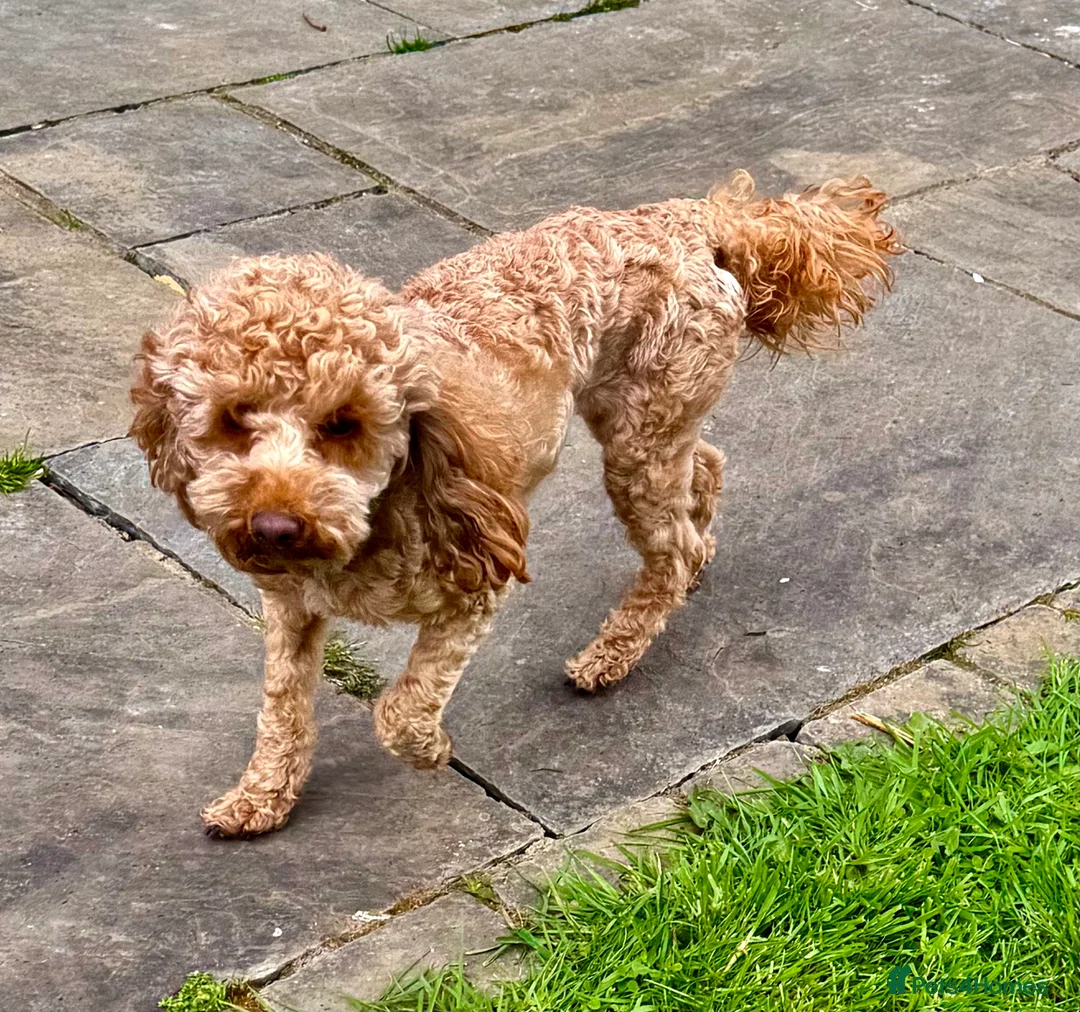 Toy Poodle dogs for adoption: 🐾 MILA – Female Toy Poodle 🐾 in West Malling - Advert 2