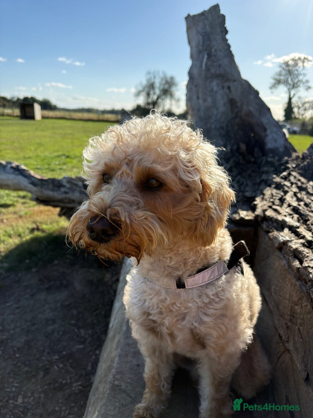 Schnoodle dogs for stud: Bruce  - Advert 6