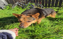 Mixed Breed dogs for adoption: Melanie for adoption - Image 4