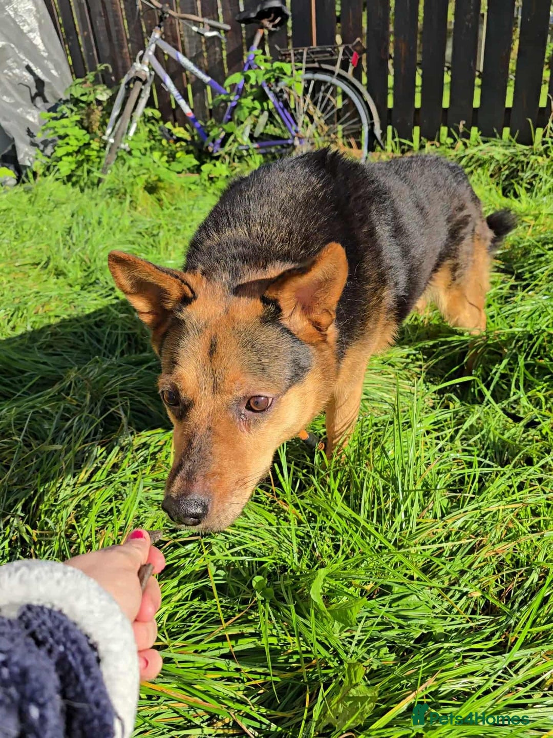 Mixed Breed dogs for adoption: Melanie for adoption - Image 4