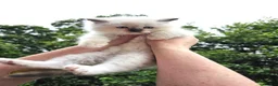 Ragdoll cats for sale: TICA registered Ragdoll Kittens - seal/blue point - Advert 10