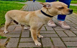Jack Russell dogs for adoption: Meggy’s Story: Rescued Minutes Before Death - Image 3