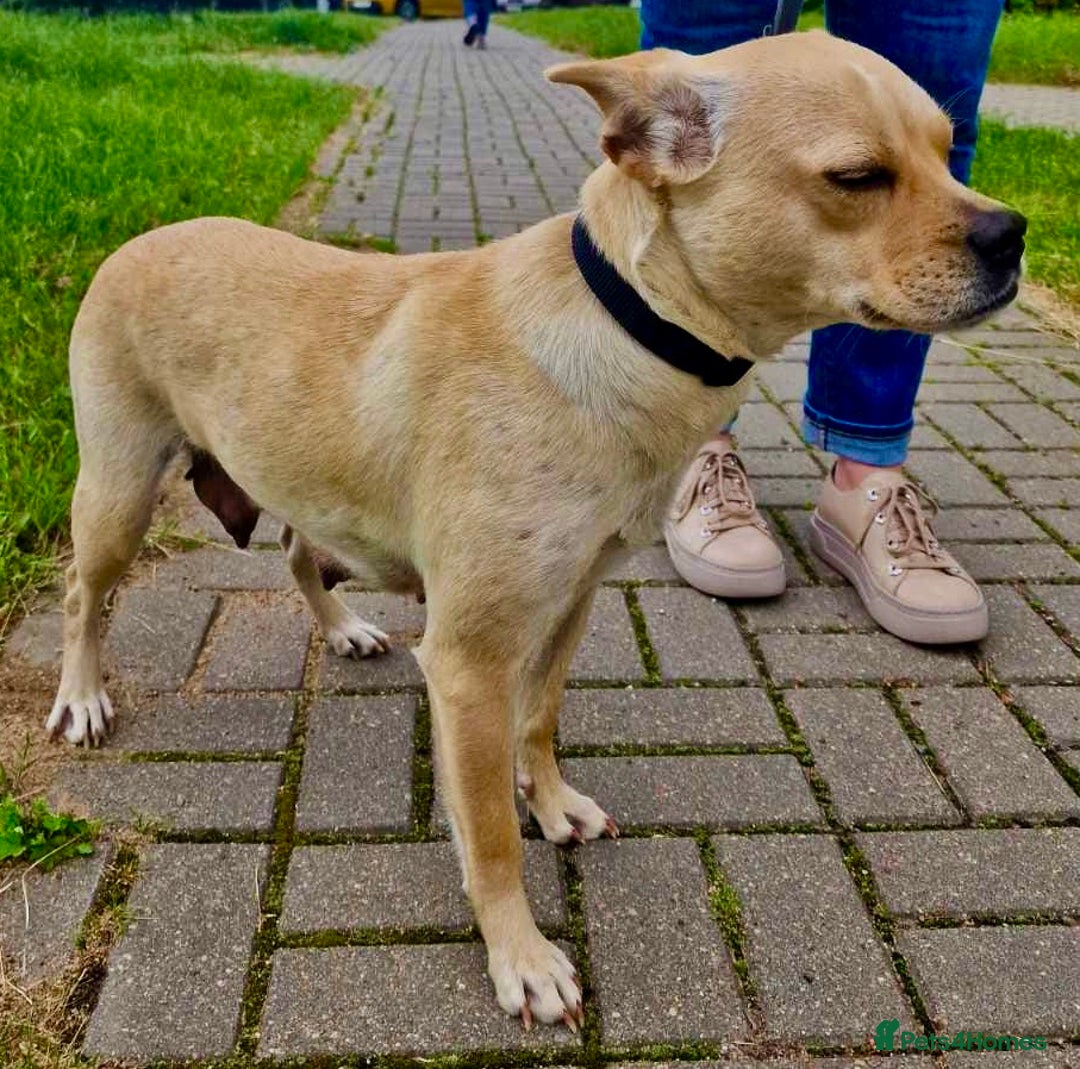 Jack Russell dogs for adoption: Meggy’s Story: Rescued Minutes Before Death - Image 3