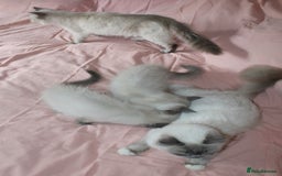 Ragdoll cats for sale: Purebred Ragdoll  - Image 5