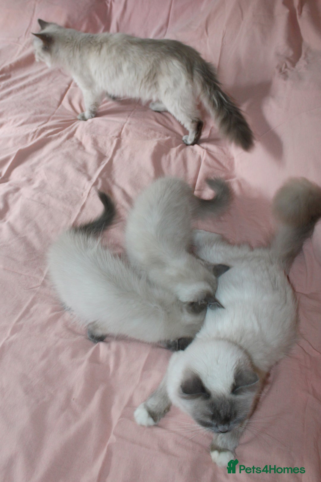 Ragdoll cats for sale: Purebred Ragdoll  - Image 5