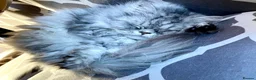 Persian cats for sale: 2 Female Persian Cats  - Advert 7