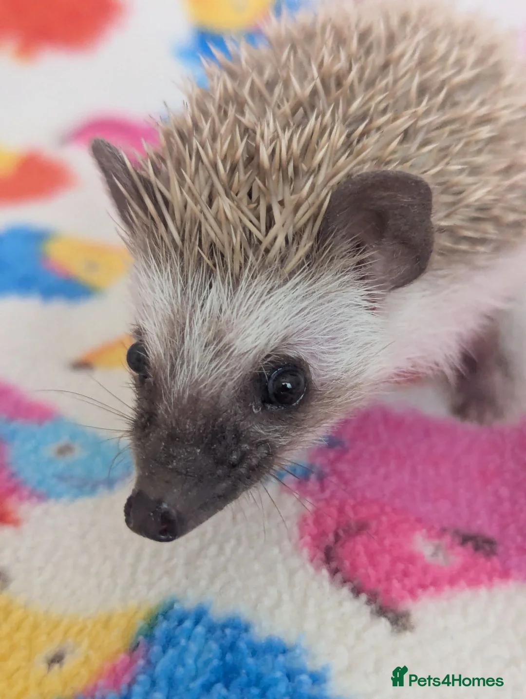 Pygmy Hedgehog rodents for sale: Stunning Hoglets Ready Now and to Reserve  in Romney Marsh - Advert 2