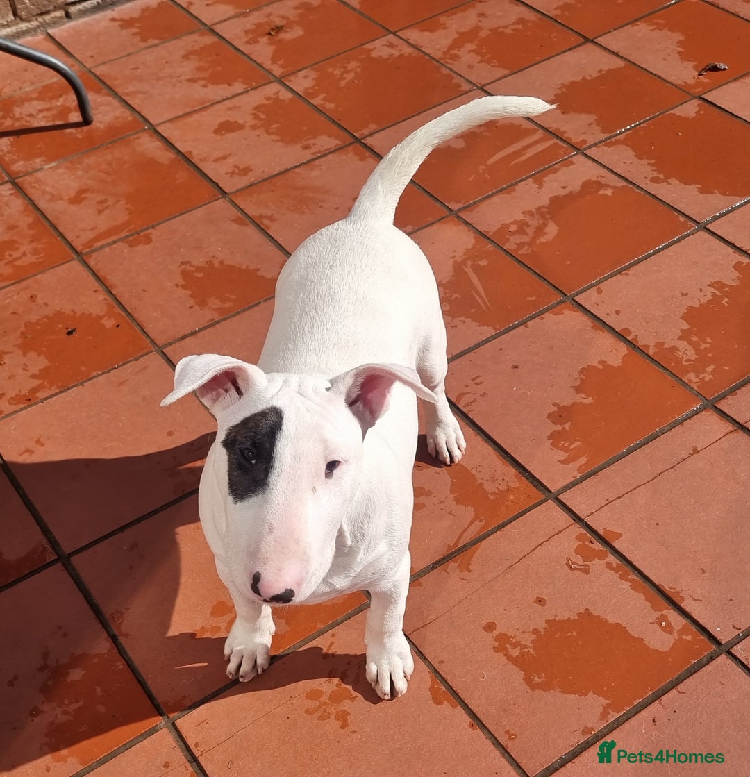Bull Terrier dogs for sale: Bullterrier pup  - Image 4