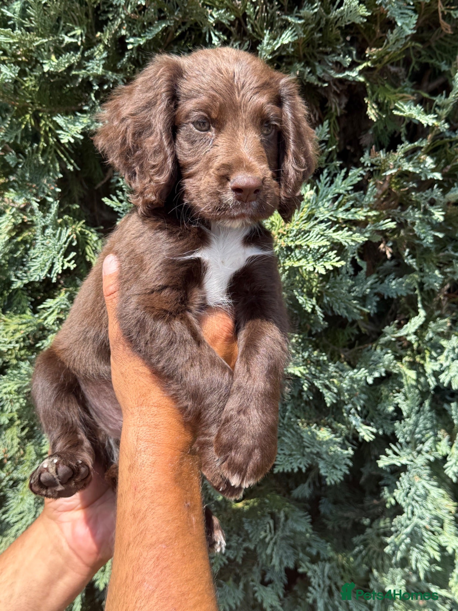 Sprocker dogs 6 sprocker  - Advert 12