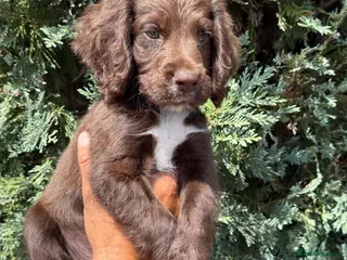 Sprocker dogs 6 sprocker - Advert 12