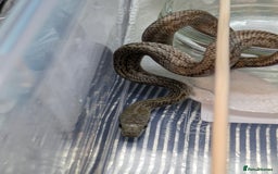 Rat Snake reptiles for sale: RARE baby captive bred japanese rat snake - Image 6