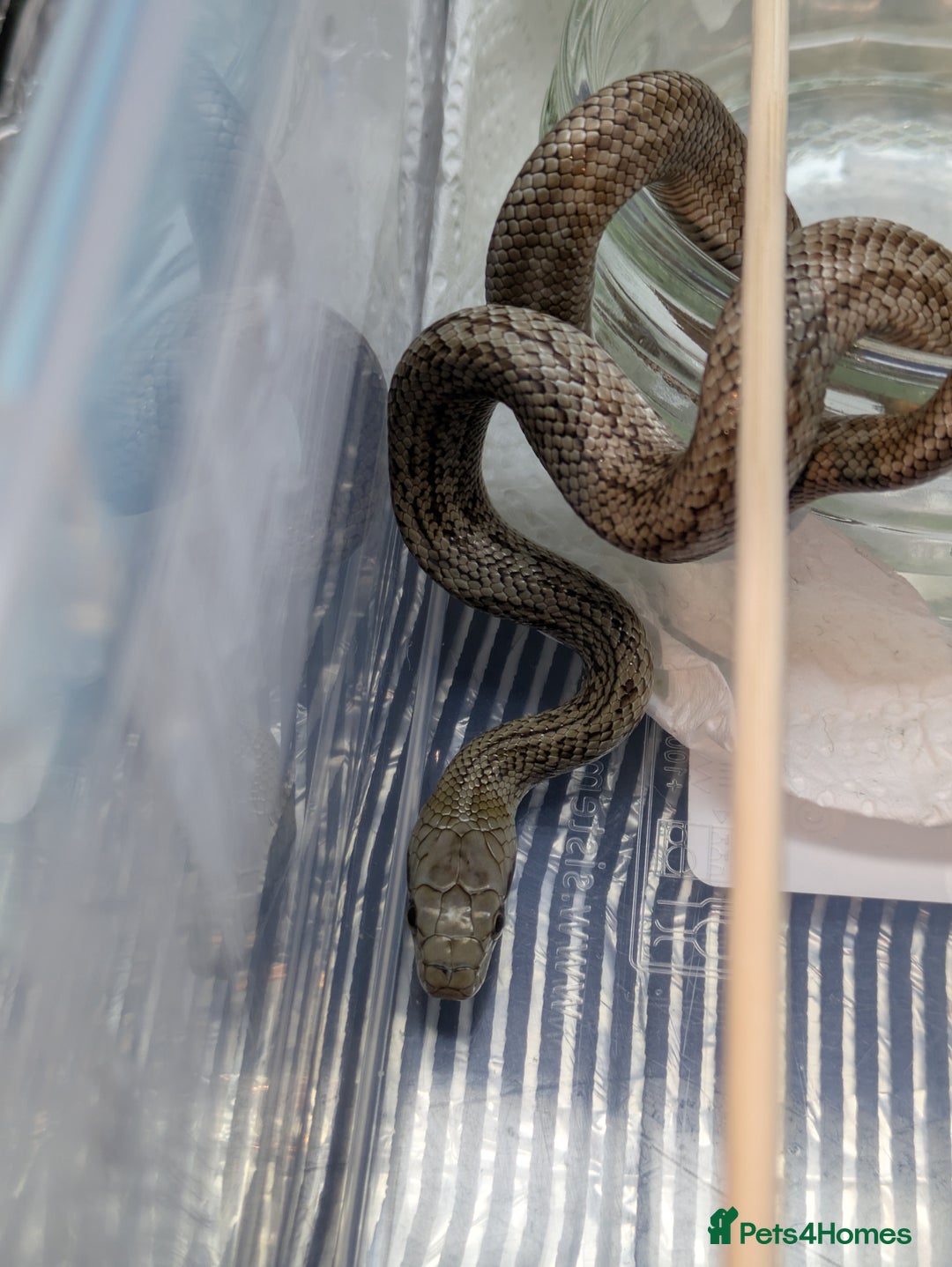 Rat Snake reptiles for sale: RARE baby captive bred japanese rat snake - Image 6