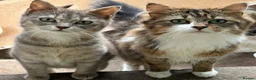 Siberian cats for sale: Rare Beautiful Young Kittens – Bonded Pair  - Advert 1