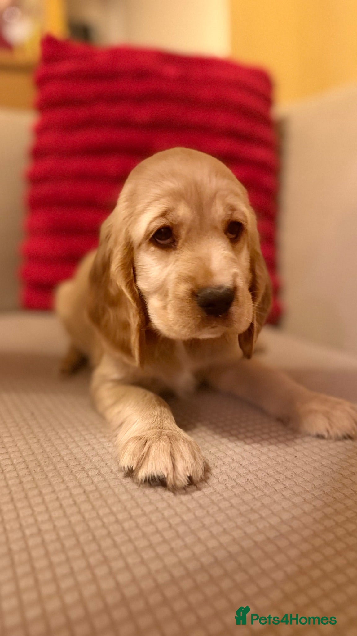 Cocker Spaniel dogs 🌟🌟🌟Beautiful English Gold Show Cocker Spaniel  - Advert 1