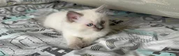 Ragdoll cats for sale: Ragdoll kittens 2 girls 1 boy - Advert 5