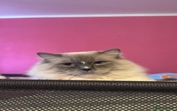 Ragdoll cats for sale: 2 Beautiful ragdoll kittens - Image 3