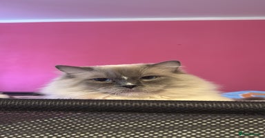 Ragdoll cats - Advert 4