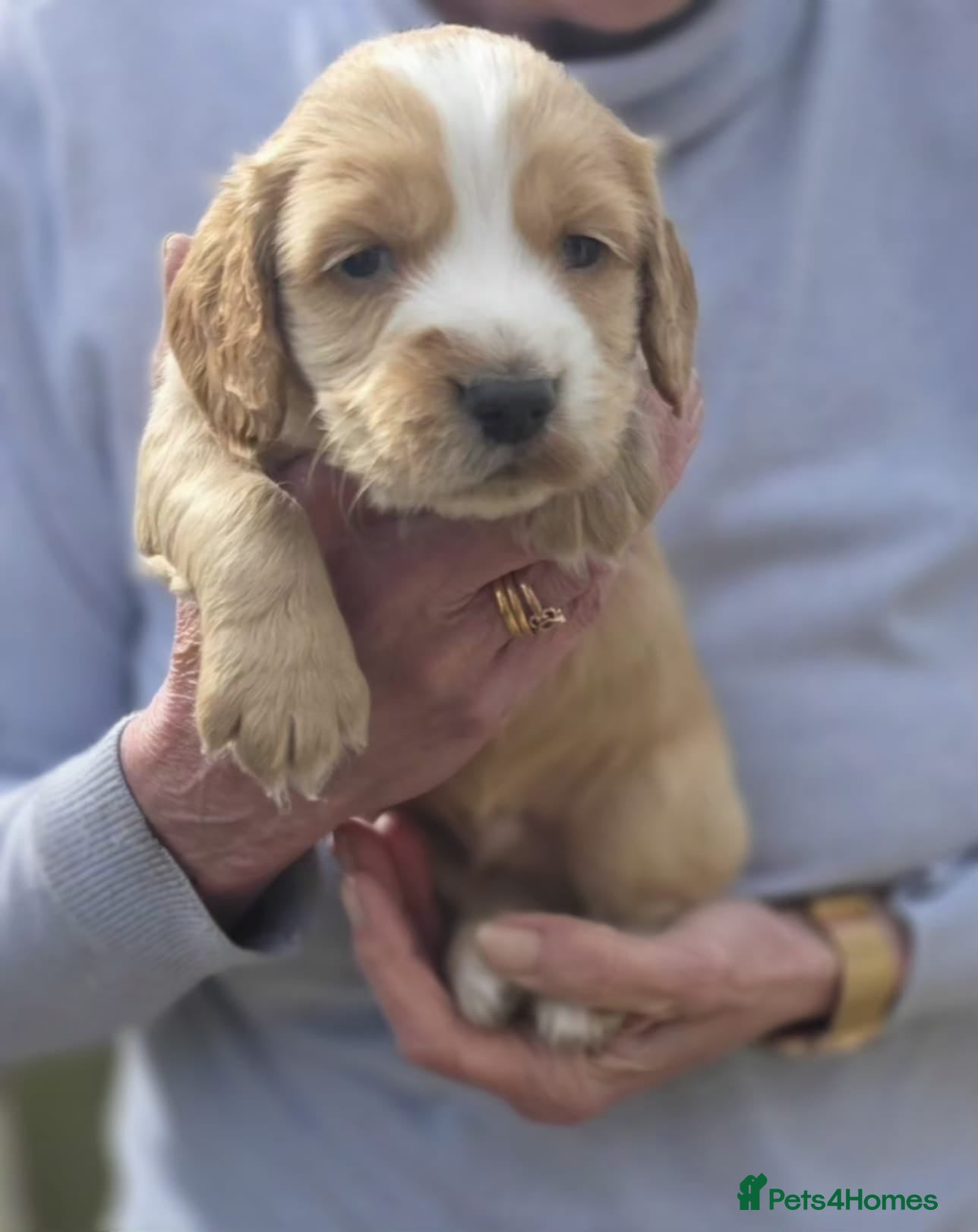 Cocker Spaniel Puppy 2
