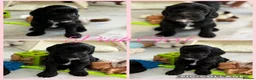 Labradoodle dogs for sale: Multigen Prestige Australian Labradoodle puppies💜 - Advert 3