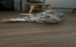 Mixed Breed cats for sale: Beautifully natured boy kitten ❤️ - Image 4