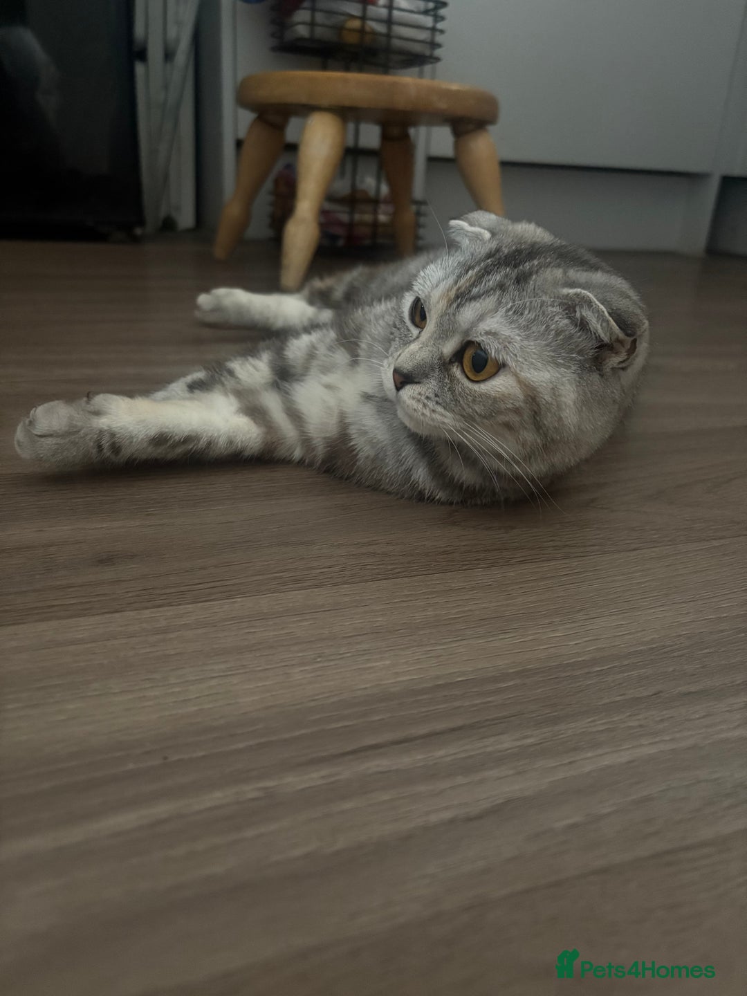 Mixed Breed cats for sale: Beautifully natured boy kitten ❤️ - Image 4