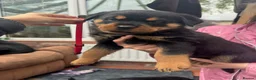 Rottweiler dogs for sale: Rottweiler puppies - Advert 3