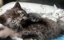 British Shorthair cats for sale: Dark chocolate british shorthair boy - Image 6