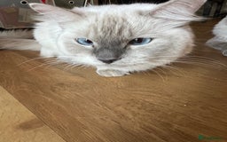 Ragdoll cats for sale:  Rehoming Ragdoll Cats. Indoor Homes Onlyz  - Image 19
