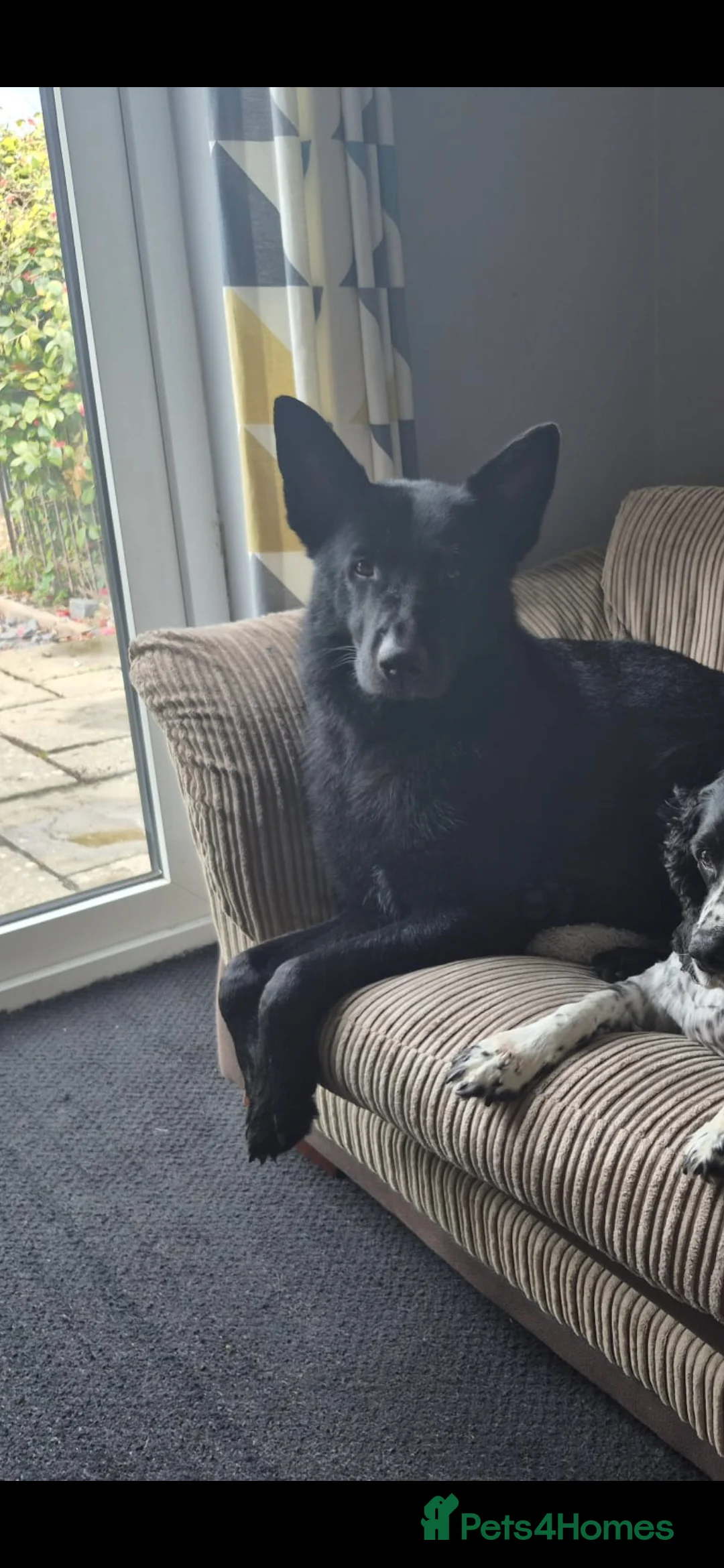 Mixed Breed dogs for sale: Looking to rehome our Gorgeous Boy - Advert 3